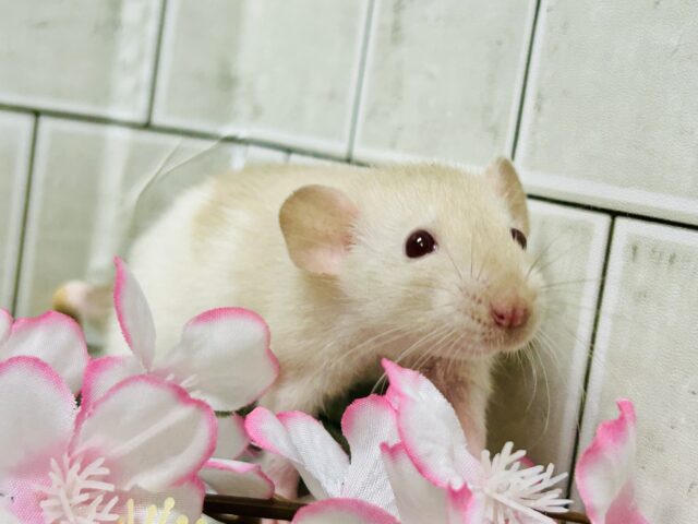 心おどるふんわりカラー　ファンシーラット