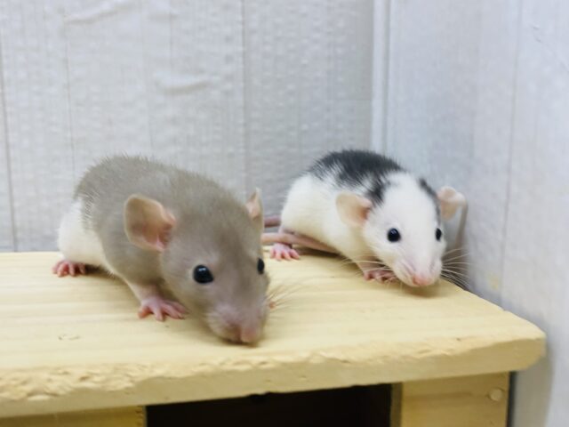 あと1匹❗️個性的な模様🖤黒✖️茶コンビのファンシーラット男の子⭐️