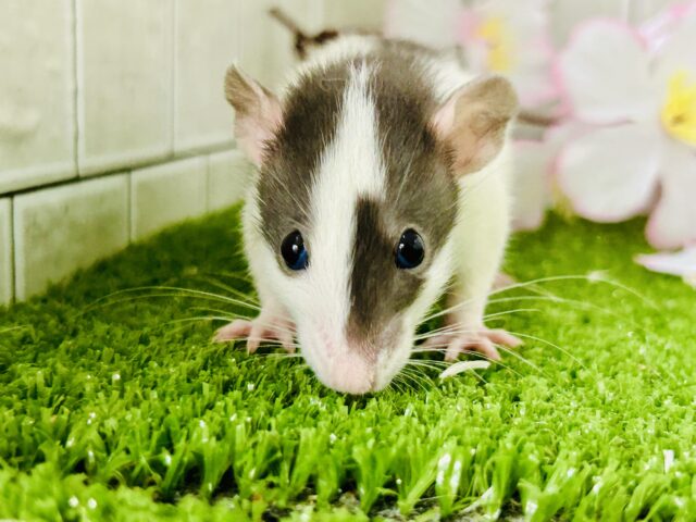 ビリビリ⚡電光石火決めちゃう！？　ファンシーラット