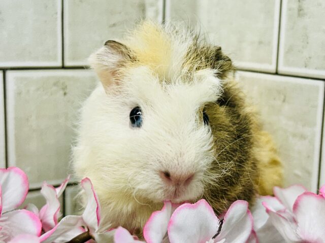 おしゃれにマ～キマキ( *´艸｀)　テッセルモルモット