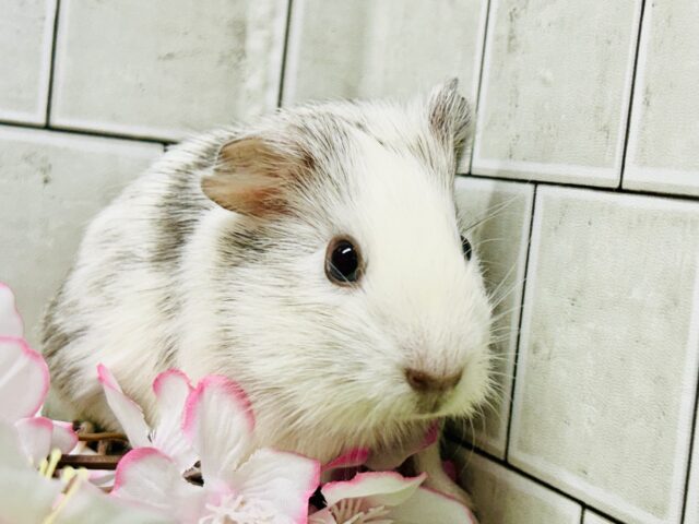 つるつるストレートヘアー　イングリッシュモルモット