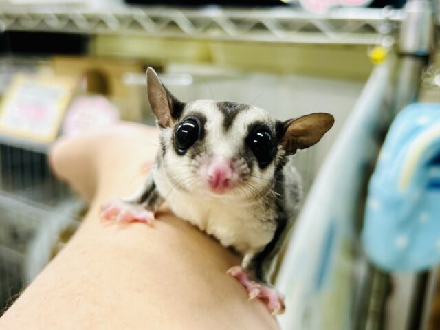 【最新画像更新☆☆】ミルクうまうま🍼　フクロモモンガ