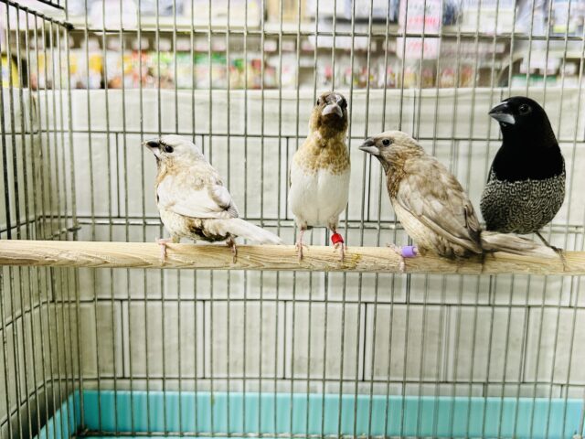 ちょいレアフィンチペア～(*’ω’*)　ヨーロッパ十姉妹