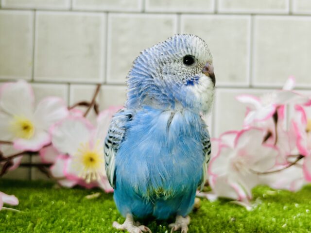 将来は大物になっちゃう？？　セキセイインコ