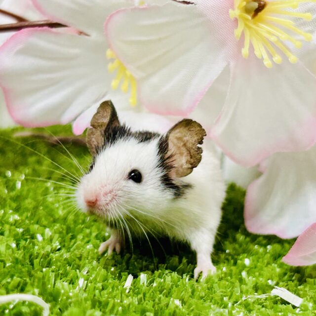 皆様お久しぶりでチュ～　パンダマウス