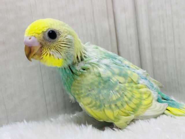 ぱっちりオメメでとろけちゃう👀💕セキセイインコ（パステルカラーレインボー）🌈