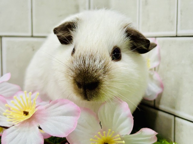 やつはとんでもない物を盗んでいきました・・・　あなたの心です・・・　ロシアンスモークモルモット