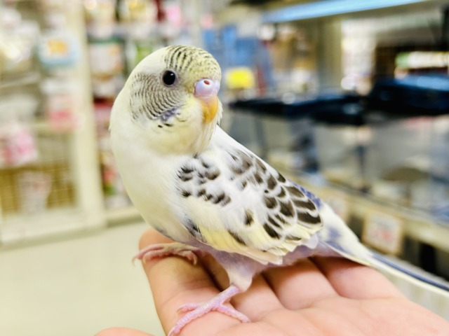 【最新画像更新☆☆】ﾋﾟｮｺﾋﾟｮｺ❕伝説のかくれんぼMASTER🏘️🫣セキセイインコ（４色ハルクインバイオレット/2026年2月中~下旬生まれ)