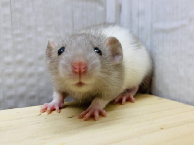 これぞグレージュ🩶🤎？ふわふわ天使👼ファンシーラット❤️