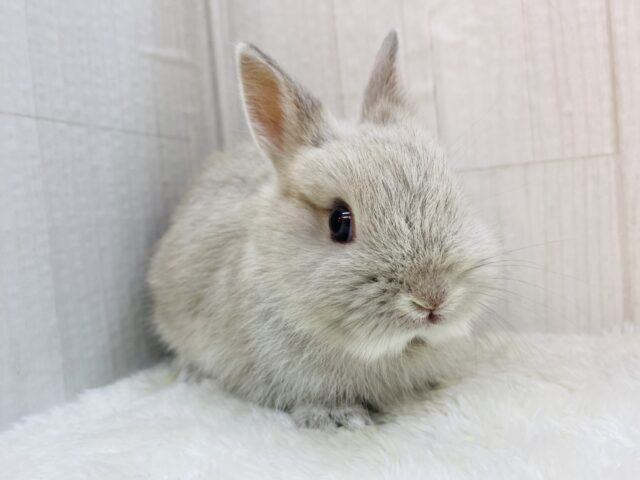 ふわふわ激カワです🩷ネザーランドドワーフ🐰🥕