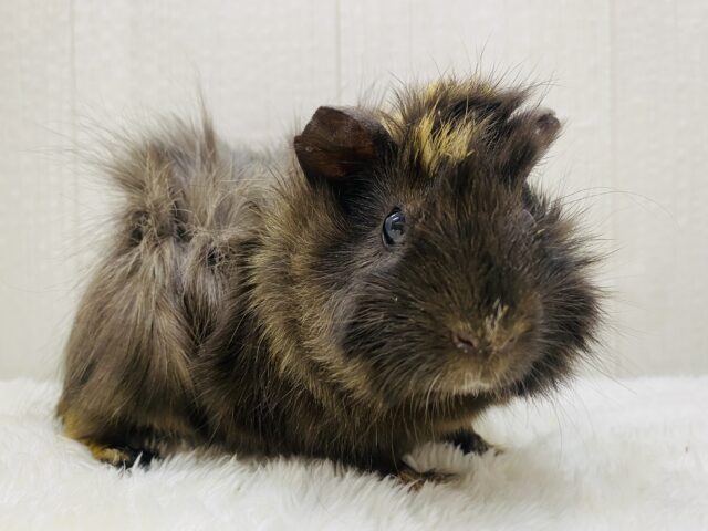 寝癖ですか❓いいえ🙂‍↔️無造作ヘア〜なんです！！アビシニアンモルモット🍎