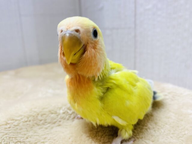 最新画像有ります❤️金色に輝く✨ワタワタに包まれたコザクラインコ（ゴールデンチェリー）🌟