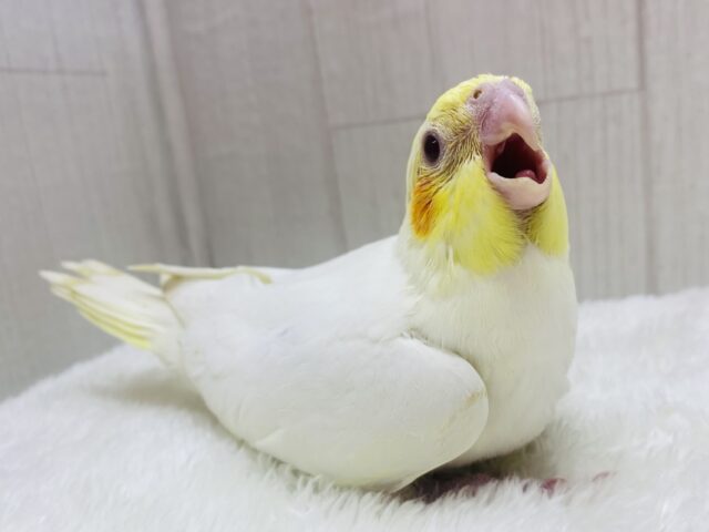 ムチムチしてます☺️🩷定番人気❗️オカメインコのルチノー👑