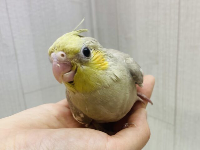 優しさをちょっぴりおすそ分け🤎淡さがｷｬﾜｲｲෆ˚*オカメインコ(シナモン)