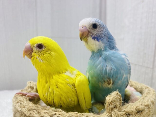 カラフル〜なヒナちゃんズ💛🩵セキセイインコのルチノー・スパングル💫