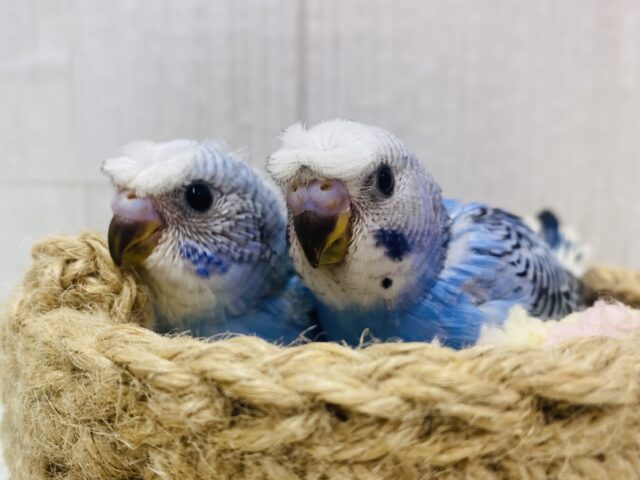 あと一羽⭐️頭に注目‼️‼️寝癖じゃないよ〜個性溢れるセキセイインコ🌱💕