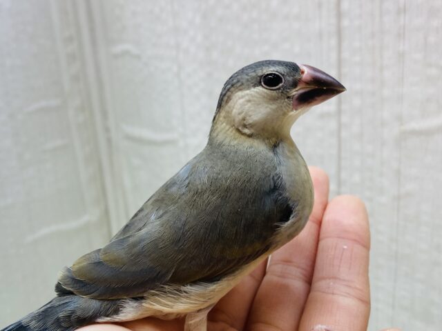 最新画像有ります⭐️これから大変身しちゃうよ！桜文鳥ヒナさん来ました〜