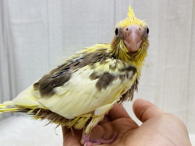 甘々カラーにメロメロ😍😍オカメインコのシナモンパイド⭐️