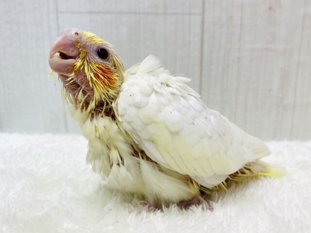 ぴっちぴちのおハゲちゃん💕オカメインコルチノー‼️