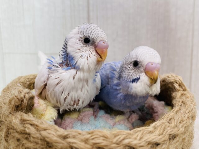 爽やかブルーに癒されましょ〜😚🩵セキセイインコ（パイド・スパングル）