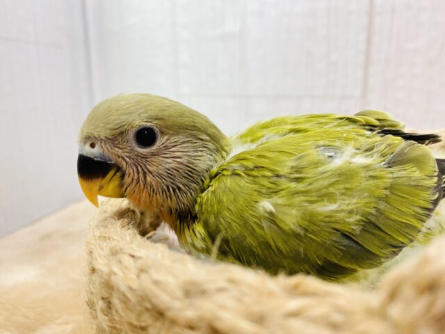 💚濃いめ抹茶いただきます🍵幼さ溢れる💕コザクラインコ（オパーリンオリーブ）🫒