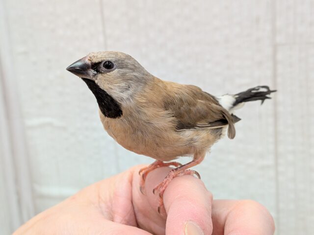 激カワ💕シュバシキンセイチョウのヒナさんが来ました〜