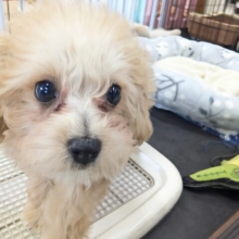 最新画像更新！！おめめキュルルーン✨　ハーフ犬（トイプードル×ビションフリーゼ）の女のコ　2026/3/9撮影