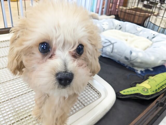 最新画像更新！！おめめキュルルーン✨　ハーフ犬（トイプードル×ビションフリーゼ）の女のコ　2026/3/9撮影