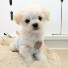 最新画像更新！！モフモフ癒し系ボーイ💙　ハーフ犬（チワワ×マルチーズ）の男のコ　2026/3/11撮影