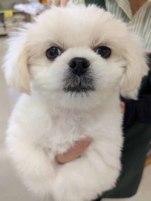 最新画像更新！！ゴマフアザラシの赤ちゃん？　ハーフ犬（チワワ×ペキニーズ）の男のコ　2026/3/12撮影