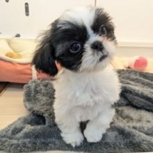 最新画像更新！！パーフェクトガール参上💗　シーズーの女のコ　2026/3/11撮影