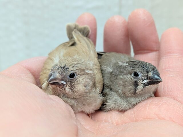 きな粉餅と黒ごま餅🤎🖤キンカ鳥ヒナさん達が来ました〜