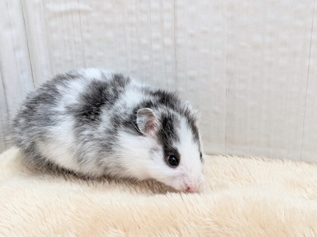 店員激推し!!いそうでいない白黒ハムちゃん🐹
