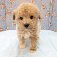 テンションあげあげ～✨　ハーフ犬（トイプードル×マルチーズ）の男のコ　2026/3/18撮影