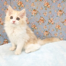 最新画像更新！！プリティー美男子💙　ラガマフィンの男のコ　2026/3/20撮影