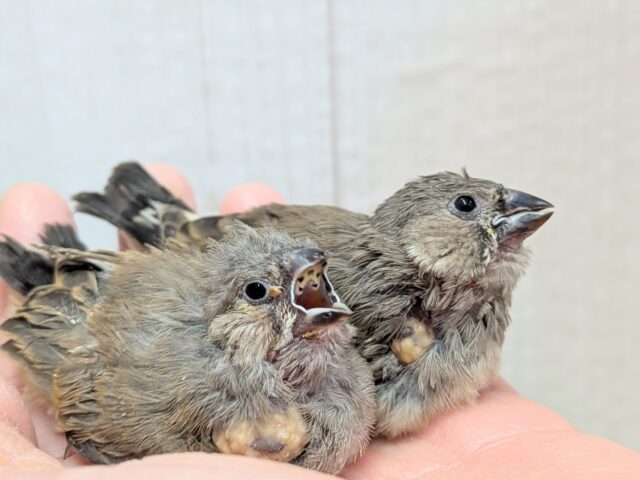 久々にやって来ました！ジャンボキンカ鳥ヒナ〜ズ