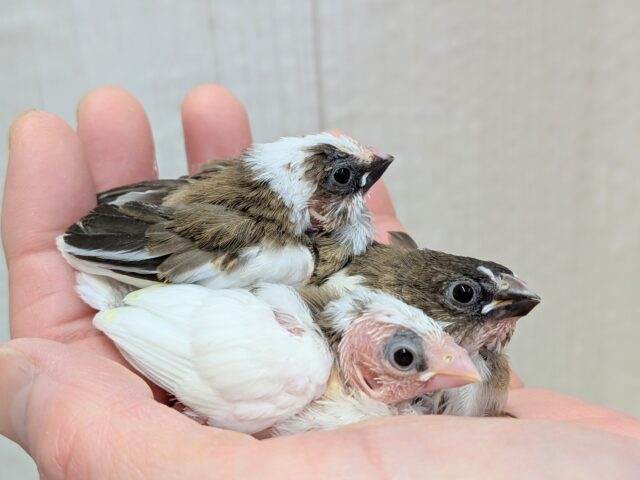 春の３色団子🍡十姉妹ヒナさん来ました〜