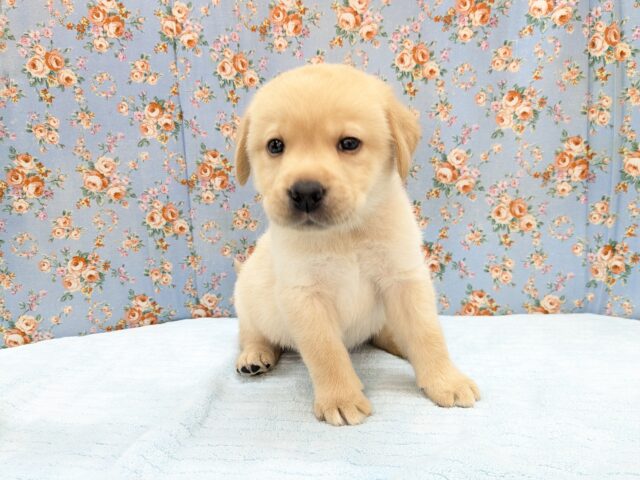 ホックホクだよっ🌟　ラブラドールレトリバーの男のコ　2026/3/27撮影