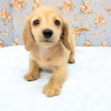 もぅ、キュンキュンです💗　ミニチュアダックスの男のコ　2026/3/27撮影