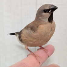 最新画像あります！ヒナの時から美形さん💖シュバシキンセイチョウヒナさん来ました〜