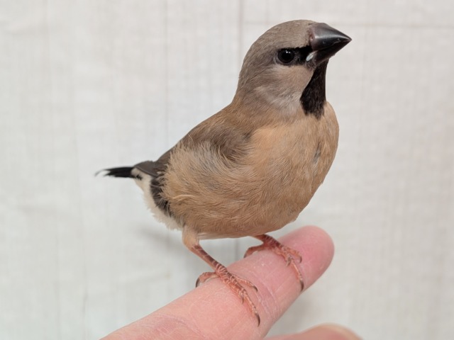 最新画像あります！ヒナの時から美形さん💖シュバシキンセイチョウヒナさん来ました〜