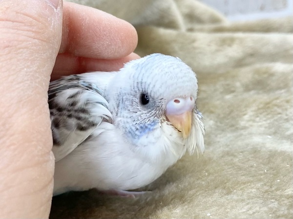 最新画像！春、ハル、はる♨～～セキセイインコ　ハルクイン～～