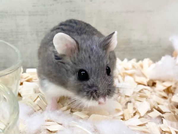 ロボロフスキーハムスター（ブルー）　男の子　ぱっちりおめめのかわいい子です！