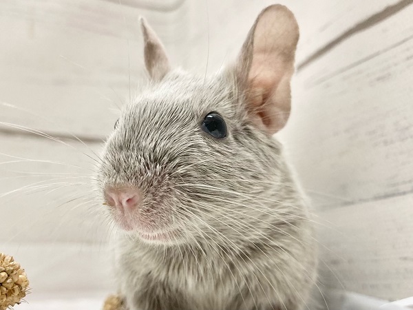 デグー（シルバーブルー）　女の子　控えめだけど馴れる予感！キラキラ輝くレアカラー☆