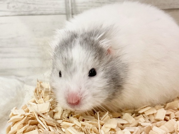 最新画像！セーブルハムスター（バンデット）　丸まってると雪だるまみたい♪