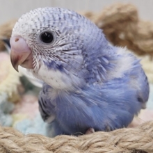 ブルーオパーリンの可愛い子ちゃん来ております！