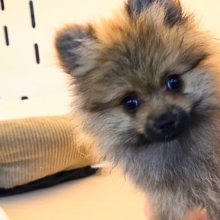 誘われたらｻｲｺﾞ♬♪その、ポメすまいるーー　ポメラニアン　男のコ～～