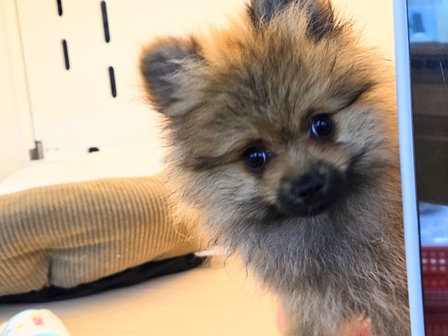 誘われたらｻｲｺﾞ♬♪その、ポメすまいるーー　ポメラニアン　男のコ～～