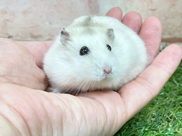 もっちりモチモチ☆　イエロープディングハムスター♬