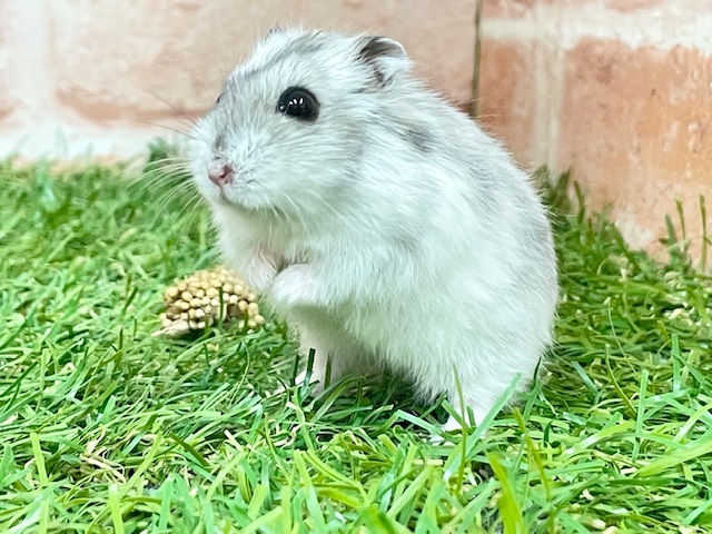 ステキな模様💖　ジャンガリアンハムスターのパイドカラー♬